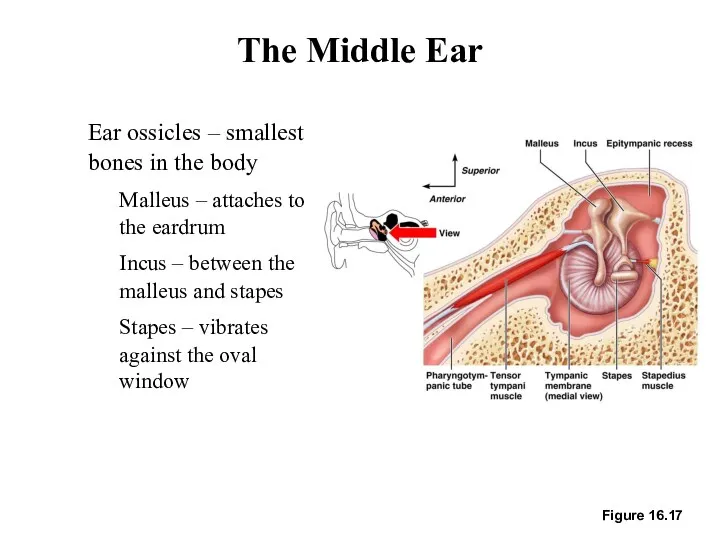 Figure 16.17 The Middle Ear Ear ossicles – smallest bones