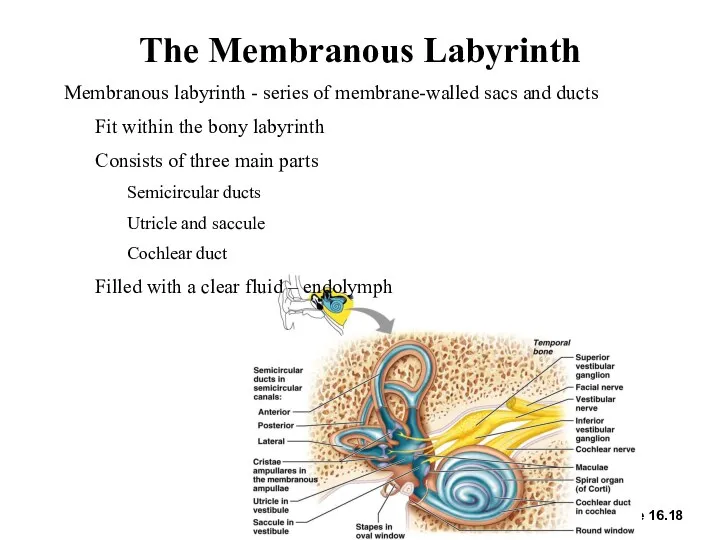 The Membranous Labyrinth Figure 16.18 Membranous labyrinth - series of