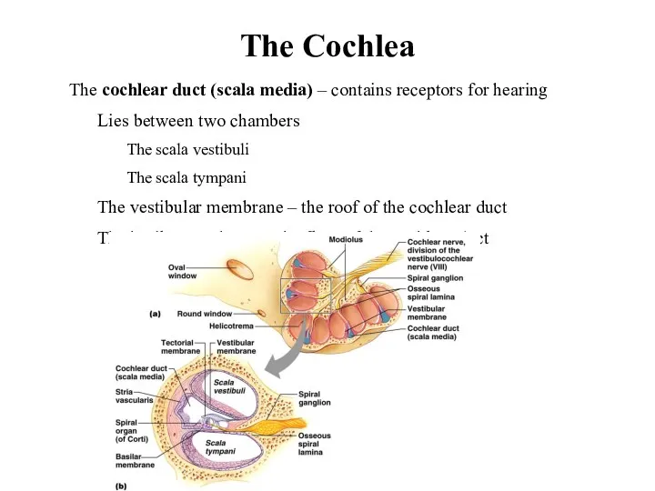 The Cochlea The cochlear duct (scala media) – contains receptors