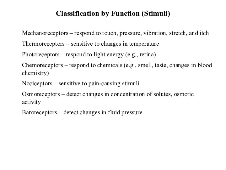 Classification by Function (Stimuli) Mechanoreceptors – respond to touch, pressure,