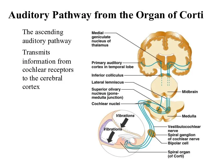 Auditory Pathway from the Organ of Corti The ascending auditory