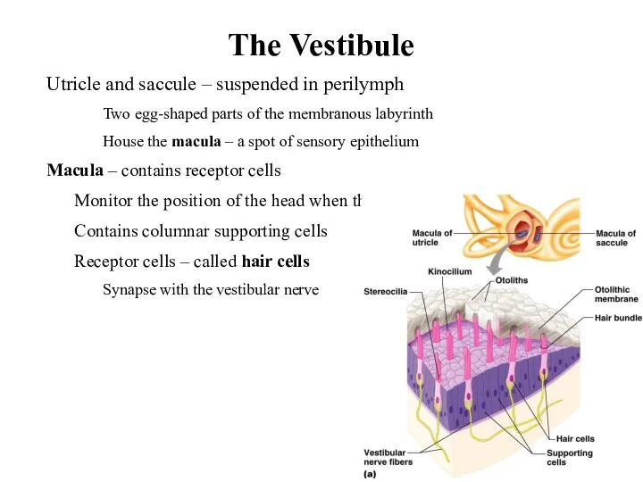 The Vestibule Utricle and saccule – suspended in perilymph Two