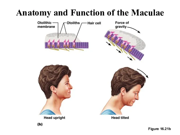 Anatomy and Function of the Maculae Figure 16.21b