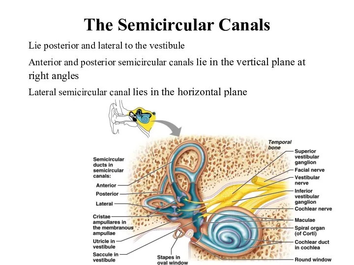 The Semicircular Canals Lie posterior and lateral to the vestibule