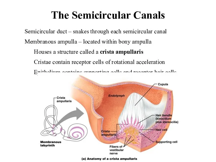 The Semicircular Canals Semicircular duct – snakes through each semicircular