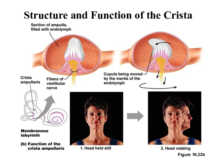 Structure and Function of the Crista Ampullaris Figure 16.22b