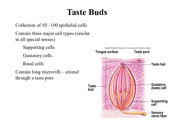 Taste Buds Collection of 50 –100 epithelial cells Contain three