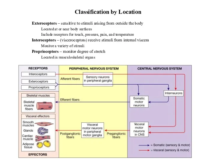 Classification by Location Exteroceptors – sensitive to stimuli arising from