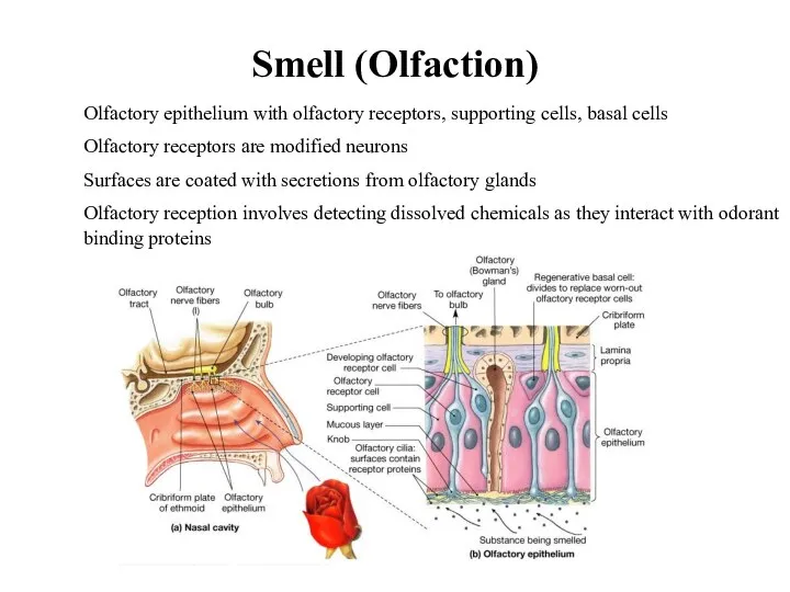 Olfactory epithelium with olfactory receptors, supporting cells, basal cells Olfactory