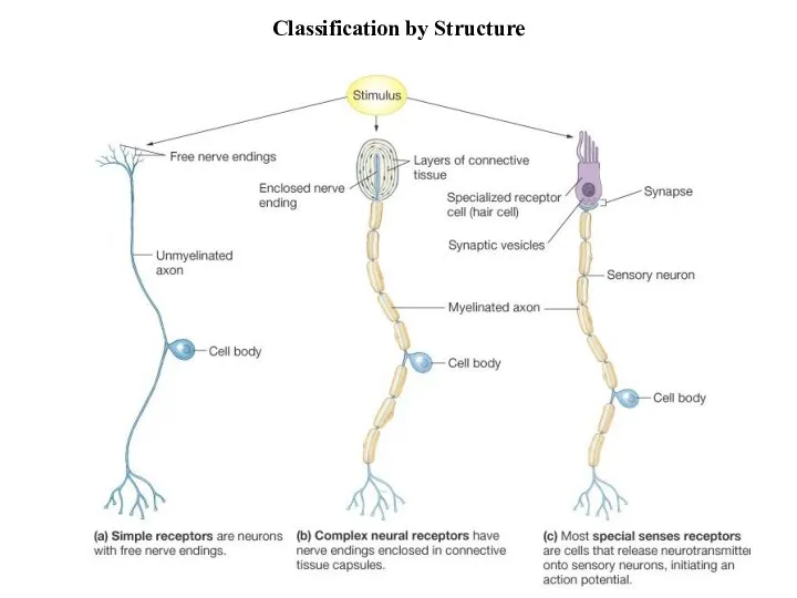 Classification by Structure