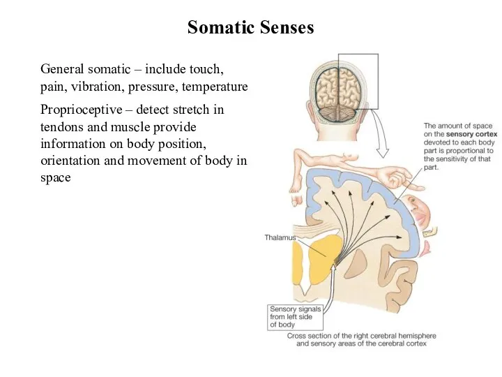 General somatic – include touch, pain, vibration, pressure, temperature Proprioceptive