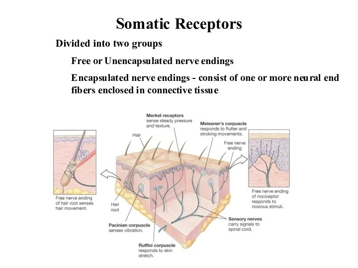 Somatic Receptors Divided into two groups Free or Unencapsulated nerve