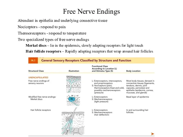 Free Nerve Endings Abundant in epithelia and underlying connective tissue