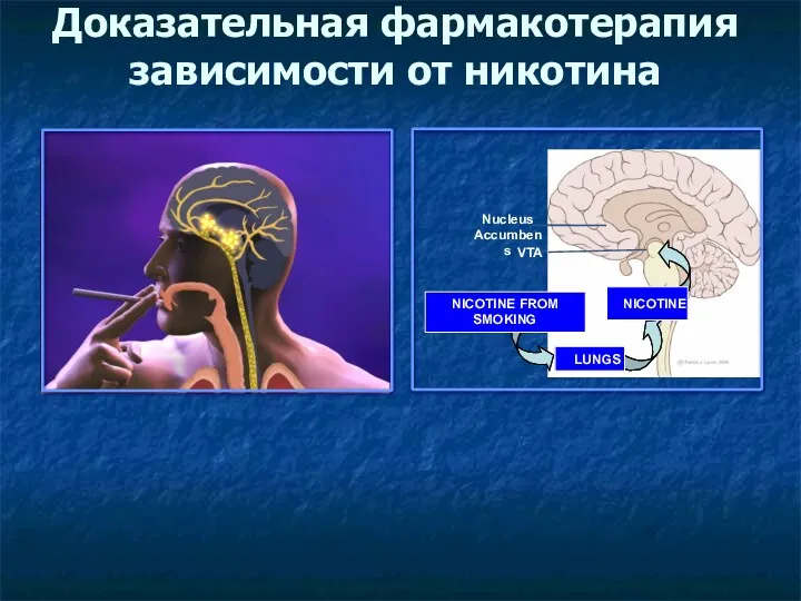 Nucleus Accumbens LUNGS NICOTINE FROM SMOKING NICOTINE VTA Доказательная фармакотерапия зависимости от никотина