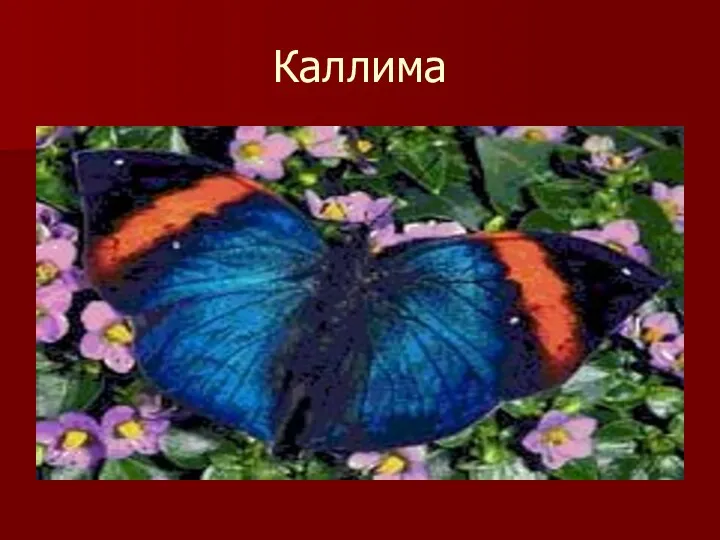 Каллима