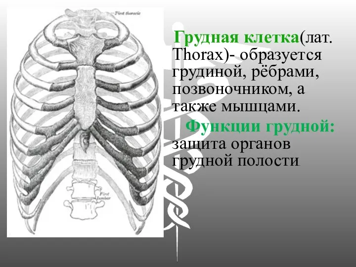 Грудная клетка(лат. Thorax)- образуется грудиной, рёбрами, позвоночником, а также мышцами. Функции грудной: защита органов грудной полости.