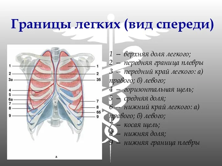 Границы легких (вид спереди) 1 — верхняя доля легкого; 2