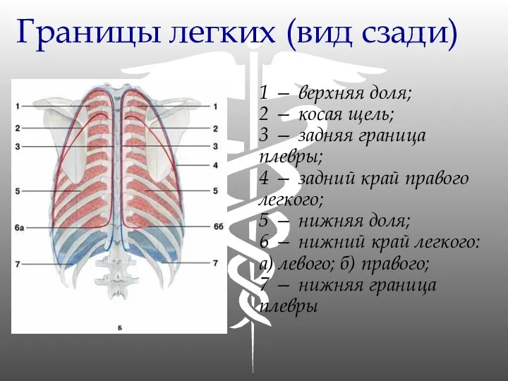 Границы легких (вид сзади) 1 — верхняя доля; 2 —