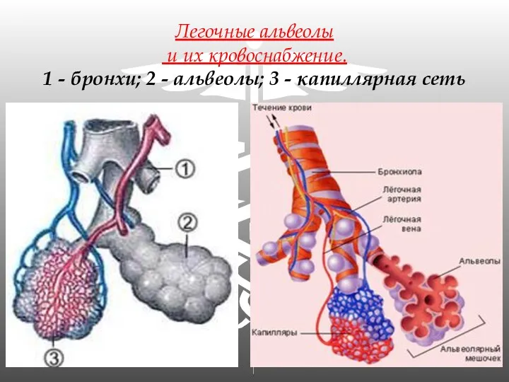 Легочные альвеолы и их кровоснабжение. 1 - бронхи; 2 - альвеолы; 3 - капиллярная сеть