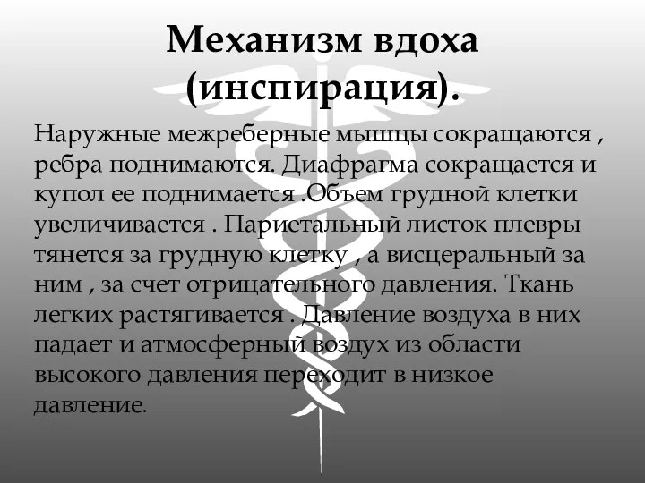 Механизм вдоха (инспирация). Наружные межреберные мышцы сокращаются , ребра поднимаются.