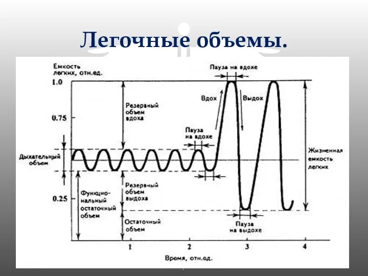 Легочные объемы.