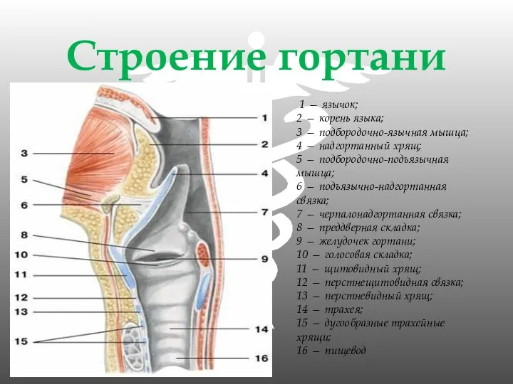 Строение гортани 1 — язычок; 2 — корень языка; 3