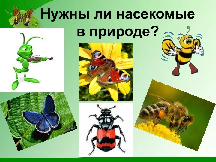 Нужны ли насекомые в природе?