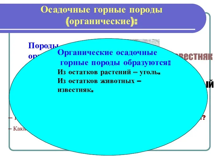 Осадочные горные породы (органические): Породы органического происхождения образуются из остатков