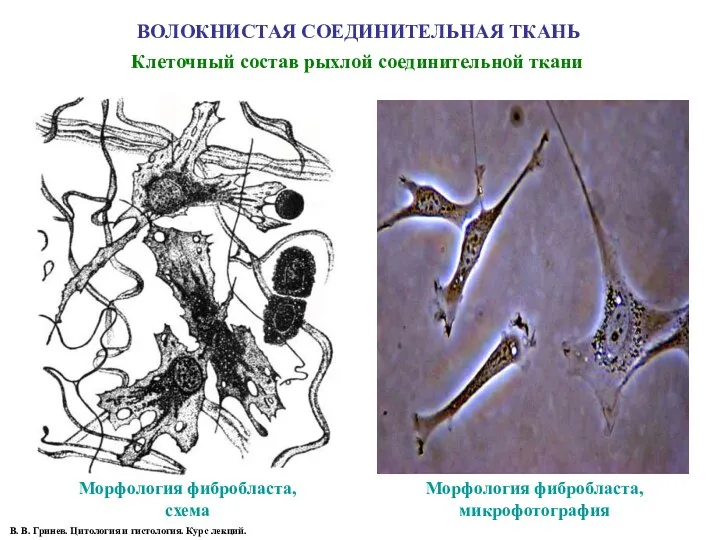 ВОЛОКНИСТАЯ СОЕДИНИТЕЛЬНАЯ ТКАНЬ Морфология фибробласта, схема Морфология фибробласта, микрофотография Клеточный