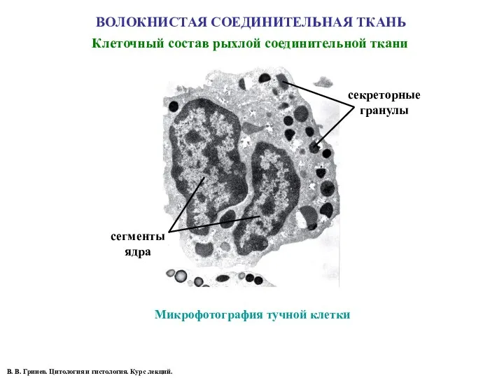 ВОЛОКНИСТАЯ СОЕДИНИТЕЛЬНАЯ ТКАНЬ Микрофотография тучной клетки сегменты ядра секреторные гранулы