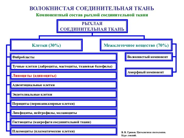 РЫХЛАЯ СОЕДИНИТЕЛЬНАЯ ТКАНЬ Клетки (30%) Межклеточное вещество (70%) ВОЛОКНИСТАЯ СОЕДИНИТЕЛЬНАЯ