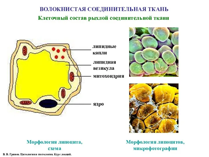 ВОЛОКНИСТАЯ СОЕДИНИТЕЛЬНАЯ ТКАНЬ Морфология липоцита, схема Морфология липоцитов, микрофотографии липидная