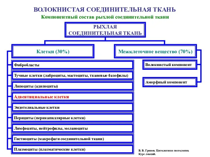 РЫХЛАЯ СОЕДИНИТЕЛЬНАЯ ТКАНЬ Клетки (30%) Межклеточное вещество (70%) ВОЛОКНИСТАЯ СОЕДИНИТЕЛЬНАЯ