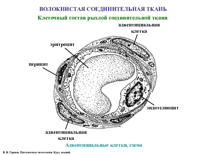 ВОЛОКНИСТАЯ СОЕДИНИТЕЛЬНАЯ ТКАНЬ Адвентициальные клетки, схема Клеточный состав рыхлой соединительной