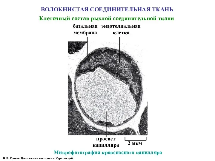 ВОЛОКНИСТАЯ СОЕДИНИТЕЛЬНАЯ ТКАНЬ Микрофотография кровеносного капилляра просвет капилляра 2 мкм