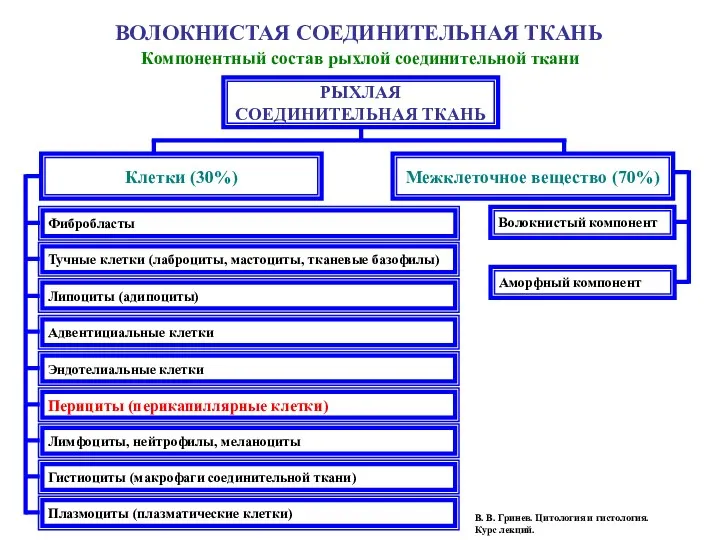 РЫХЛАЯ СОЕДИНИТЕЛЬНАЯ ТКАНЬ Клетки (30%) Межклеточное вещество (70%) ВОЛОКНИСТАЯ СОЕДИНИТЕЛЬНАЯ