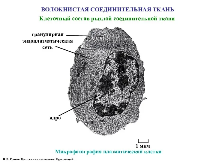 ВОЛОКНИСТАЯ СОЕДИНИТЕЛЬНАЯ ТКАНЬ Микрофотография плазматической клетки ядро гранулярная эндоплазматическая сеть