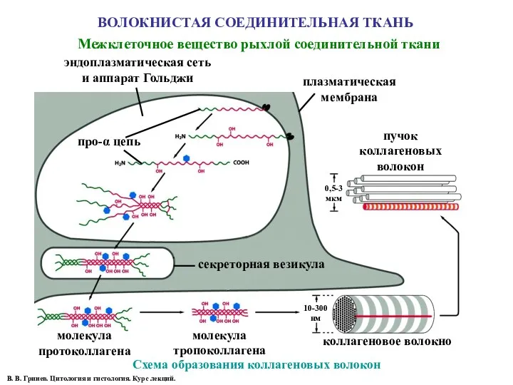 ВОЛОКНИСТАЯ СОЕДИНИТЕЛЬНАЯ ТКАНЬ Межклеточное вещество рыхлой соединительной ткани эндоплазматическая сеть