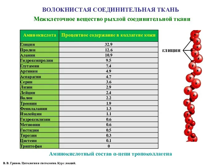 ВОЛОКНИСТАЯ СОЕДИНИТЕЛЬНАЯ ТКАНЬ глицин Аминокислотный состав α-цепи тропоколлагена Межклеточное вещество