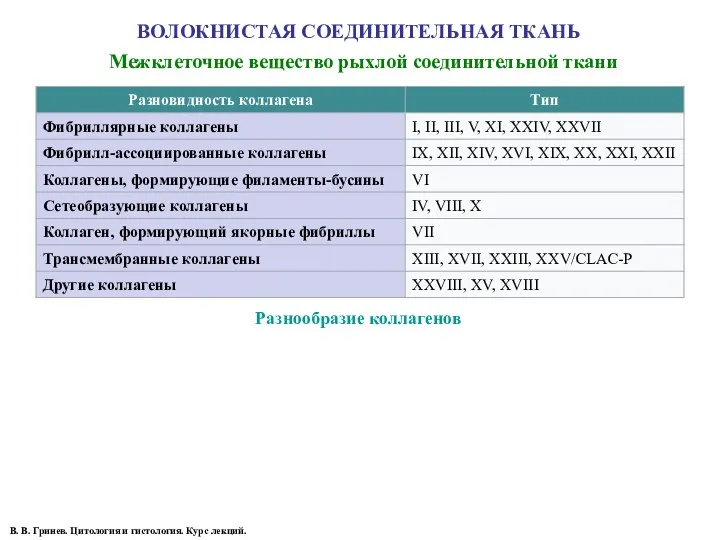 ВОЛОКНИСТАЯ СОЕДИНИТЕЛЬНАЯ ТКАНЬ Разнообразие коллагенов Межклеточное вещество рыхлой соединительной ткани