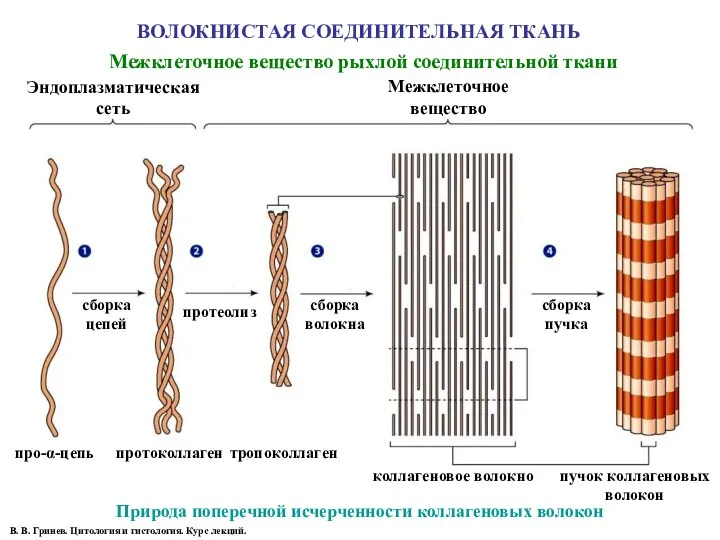 ВОЛОКНИСТАЯ СОЕДИНИТЕЛЬНАЯ ТКАНЬ Межклеточное вещество рыхлой соединительной ткани Природа поперечной