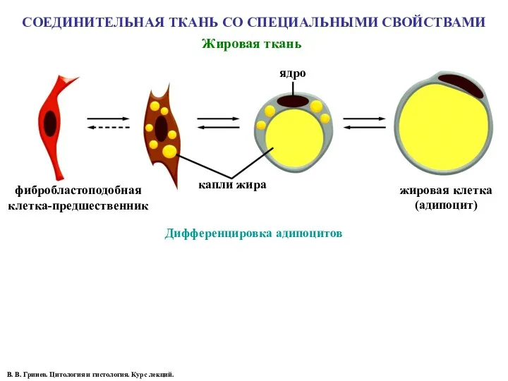 СОЕДИНИТЕЛЬНАЯ ТКАНЬ СО СПЕЦИАЛЬНЫМИ СВОЙСТВАМИ Жировая ткань Дифференцировка адипоцитов фибробластоподобная