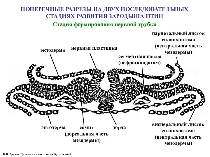 ПОПЕРЕЧНЫЕ РАЗРЕЗЫ НА ДВУХ ПОСЛЕДОВАТЕЛЬНЫХ СТАДИЯХ РАЗВИТИЯ ЗАРОДЫША ПТИЦ Стадия