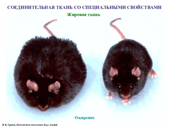 Ожирение СОЕДИНИТЕЛЬНАЯ ТКАНЬ СО СПЕЦИАЛЬНЫМИ СВОЙСТВАМИ Жировая ткань В. В. Гринев. Цитология и гистология. Курс лекций.