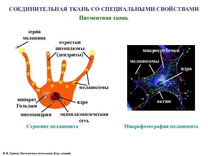 СОЕДИНИТЕЛЬНАЯ ТКАНЬ СО СПЕЦИАЛЬНЫМИ СВОЙСТВАМИ Пигментная ткань Строение меланоцита В.