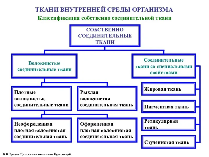 СОБСТВЕННО СОЕДИНИТЕЛЬНЫЕ ТКАНИ Волокнистые соединительные ткани Соединительные ткани со специальными