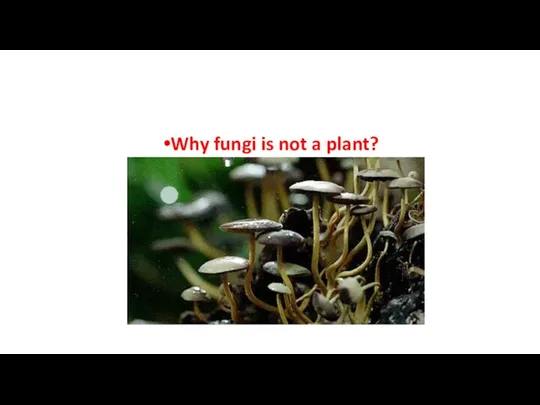 Why fungi is not a plant?