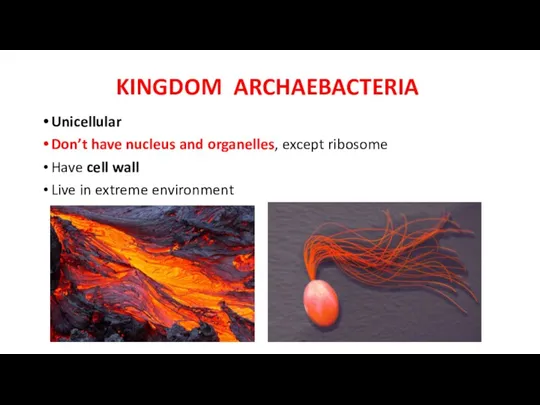 KINGDOM ARCHAEBACTERIA Unicellular Don’t have nucleus and organelles, except ribosome Have cell wall