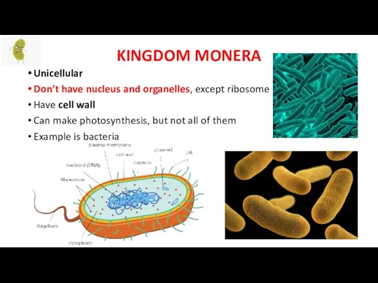 KINGDOM MONERA Unicellular Don’t have nucleus and organelles, except ribosome Have cell wall