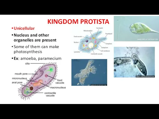 KINGDOM PROTISTA Unicellular Nucleus and other organelles are present Some of them can